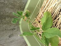 枝豆の葉が枯れてきている原因は 枝豆 ビアフレンド を庭の菜園 Yahoo 知恵袋