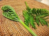 シダ類の採取の仕方を教えてください テラリウム用にシダ植物やコケを採取したい Yahoo 知恵袋