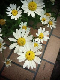 この虫はなんですか 近所にある植え込みのノースポールの花にたくさん Yahoo 知恵袋