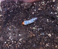 これはカブトムシの幼虫ですか 背中で移動するなら カブト Yahoo 知恵袋