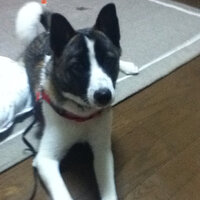 犬が朝散歩に行く前にキュンキュン鳴くのはどういった意味がありますか １年 Yahoo 知恵袋