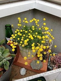 花壇の主役にアナベルを選びました 下草はホスタです でも どちらも同じ時期に見 Yahoo 知恵袋