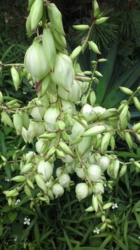 この花何でしょうか 地面からたくさんとがった葉っぱが50センチくら Yahoo 知恵袋