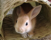 兎と角ってどういう意味ですか 兎と角ってどういう意味ですか Yahoo 知恵袋