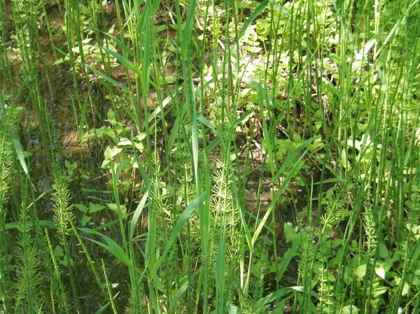 写真のスギナのようなトクサのような植物何かわかりますか 北海道 Yahoo 知恵袋