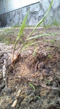 畑に大量の根がはる雑草があります なんという雑草か教えて Yahoo 知恵袋