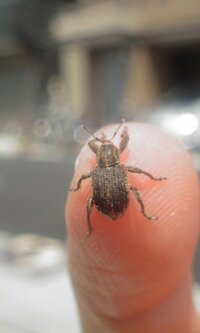 家にゾウムシが大量発生 自分の住んでいるアパートにゾウムシみたいな小さい虫 Yahoo 知恵袋