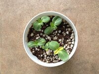 ミニひまわりの植え替えについて 小さなポットに種を植えて最近発芽したのです Yahoo 知恵袋