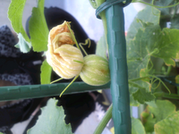 きゅうりの苗を植えたらきゅうりの他に 何か違う実ができています Yahoo 知恵袋