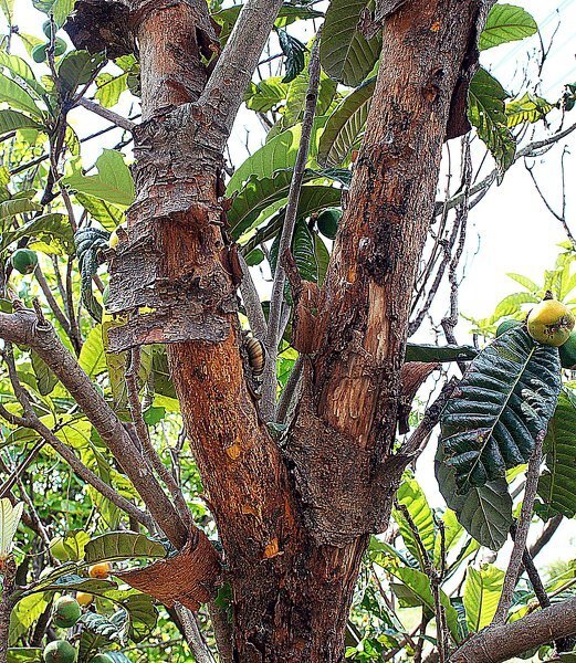 ビワの木の皮が茶色く禿げて枯れていく病気（害虫）の対策を教えて... - Yahoo!知恵袋