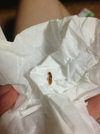 室内に現れる茶色い虫について虫の画像注意 こんばんわ最近暑 Yahoo 知恵袋