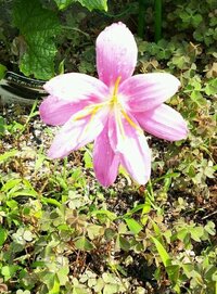 本日、庭にひとりばえの花をみつけました。
この花の名前をご存知の方、教えてください。
よろしくお願いします。 