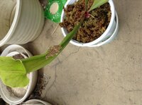 アリ 蟻 を食べる昆虫とか食虫植物ってありますか ア Yahoo 知恵袋