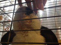 四歳になるうさぎを飼っています そのうさぎの顎のしたが最近ずっと濡れてい Yahoo 知恵袋