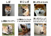 グロい話で申し訳ないんですが 韓国で秋田犬の生首をいくつも道に Yahoo 知恵袋