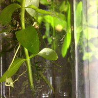 オトシンの卵 コリドラスの卵 熱帯魚に詳しい方 教えてください Yahoo 知恵袋