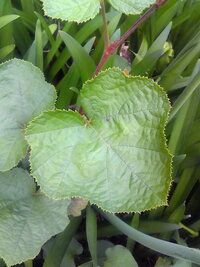 植物の名前を教えて下さい 蔓性で茎には小さなトゲが有ります 冬イチゴの一 Yahoo 知恵袋