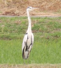 鳥の名前教え下さい 珍しい色の大きな鳥を散歩中に見付けました サギの仲間 Yahoo 知恵袋