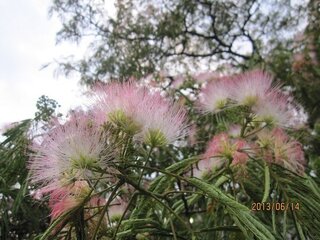 この花の名前を教えてくださいハワイで見た日立の木の花のような気もするので Yahoo 知恵袋