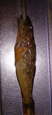 新潟県でキジハタが釣れるオススメのポイント教えてください それ Yahoo 知恵袋