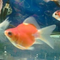 福ダルマ 金魚 の飼育方法教えてください 少し前 お母さんが友達から Yahoo 知恵袋