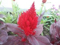 ニームオイルはホームセンターで購入できますか 一部のお店で置いているが Yahoo 知恵袋