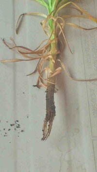 ３年前にカサブランカの球根 黄色桃色 を各５球を買いました プランター Yahoo 知恵袋