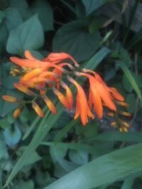 草むらから長い茎を伸ばしたオレンジ色の花 このサルビアっぽ Yahoo 知恵袋