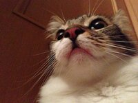 陰陽座の黒猫様と瞬火様は 何歳でございましょう 黒猫さんが Yahoo 知恵袋