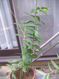 カサブランカの鉢植えなのですが どうにも貧弱な茎しか育ってませ Yahoo 知恵袋