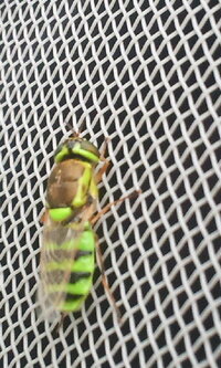 緑色のアブのようなものに刺されました これはアブでまちがいないで Yahoo 知恵袋