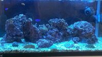 カクレとマンジュウイシモチ 30cm水槽で カクレクマノミ １ オヨギイ Yahoo 知恵袋