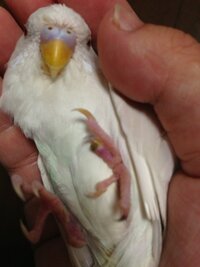 飼っているセキセイインコの左足に何か黒いデキモノが出来ていて そのせいか Yahoo 知恵袋