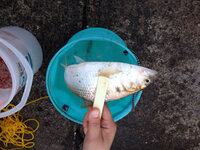 この魚って名前なんていうんでしょうか ボラだと思って逃がしたのですが Yahoo 知恵袋