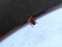 この蜘蛛はなんという種類でしょうか 北海道に住んでいます Yahoo 知恵袋