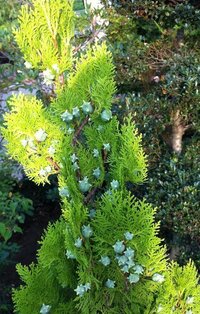 ドラゴンボールフュージョンズのマーロンの落し物ってイベントでビルの上... - Yahoo!知恵袋