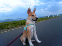 着飾る恋には理由があって で出てくる大きい犬の犬種わかる方教えて下さい Yahoo 知恵袋