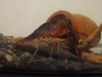 ザリガニについてザリガニが斜めに傾いて半分水から出てたりまるっきり沖に上がっ Yahoo 知恵袋