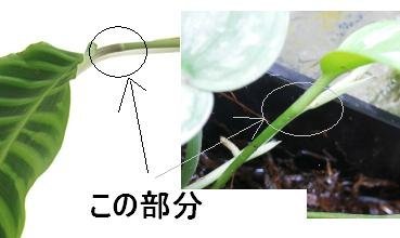 鉛筆の芯の硬さ記号の３B、２B、B,HB、Hは何の略ですか？ - 鉛筆の芯の 