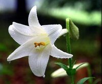 ユリの花にダイエット効果があるのは本当ですか 花のにおいをしば Yahoo 知恵袋