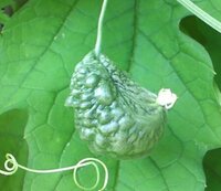ゴーヤの花が無くなってしまいます こちらでもお知恵を拝借しつつ育て始めた Yahoo 知恵袋