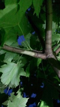 カエデの樹皮がカミキリムシに食害されました 当該箇所に産卵され Yahoo 知恵袋