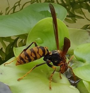 この蜂は アシナガバチですか 毎日ベランダに水を飲みに来ます Yahoo 知恵袋