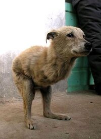 この子はミックス犬ですか ミックス犬だとしたらどの犬種かわかり Yahoo 知恵袋