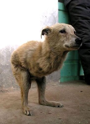 この犬も奇形ですか ヤバくないですか こんなに可愛いのに かわいそう Yahoo 知恵袋