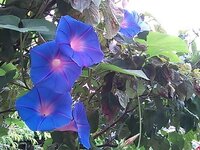 この 花の名前を教えてください 木全体に咲いていて 朝顔みたいなのになか Yahoo 知恵袋