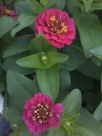 赤い下地に花びらってどこの国旗ですか 香港のが確か そんな Yahoo 知恵袋