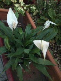 白い花の名前を教えて下さい 植木鉢で咲いているミズバショウに似た花 Yahoo 知恵袋