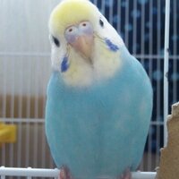 セキセイインコの性別判断をお願いします この子はオスでしょうかメスでしょ Yahoo 知恵袋