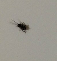 写真あり ゴキブリ 今日家に黒い小さい虫が5 6匹いました これはゴキ Yahoo 知恵袋